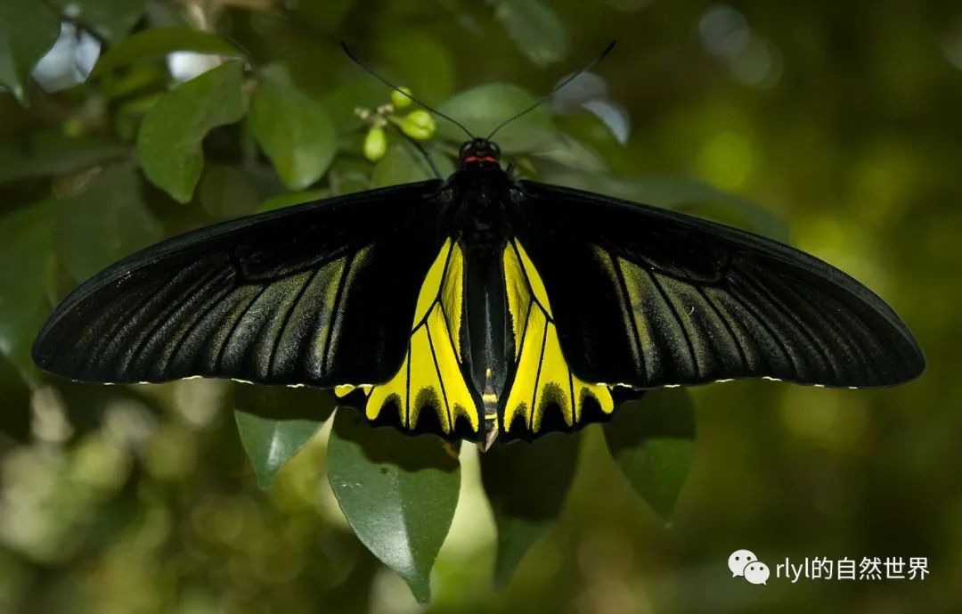 今日--金裳凤蝶(golden birdwing)