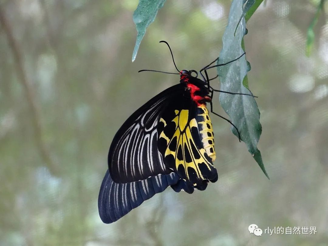 今日--金裳凤蝶(golden birdwing)