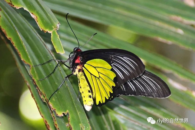 今日--荧光裳凤蝶(magellan birdwing)