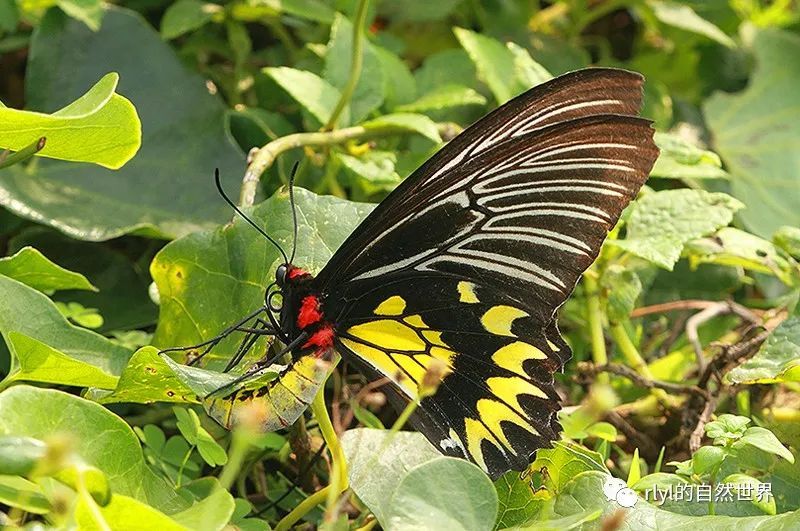 今日--荧光裳凤蝶(magellan birdwing)