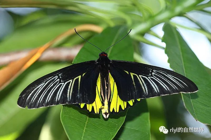 今日--荧光裳凤蝶(magellan birdwing)