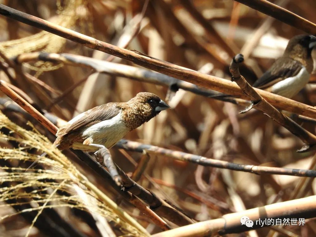 今日--白腰文鸟(white-rumped munia)