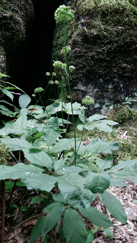 后河保护区 竹节人参