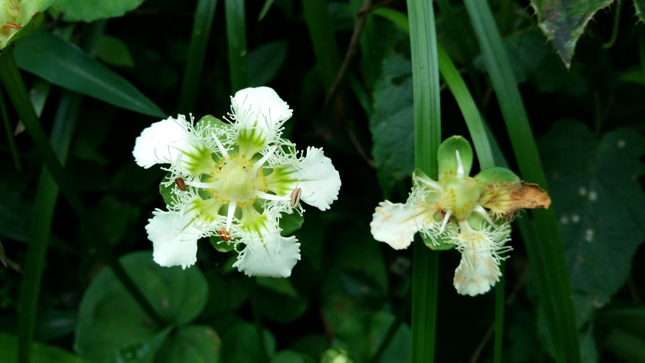 后河保护区鸡眼梅花草一别称鸡肫梅花草