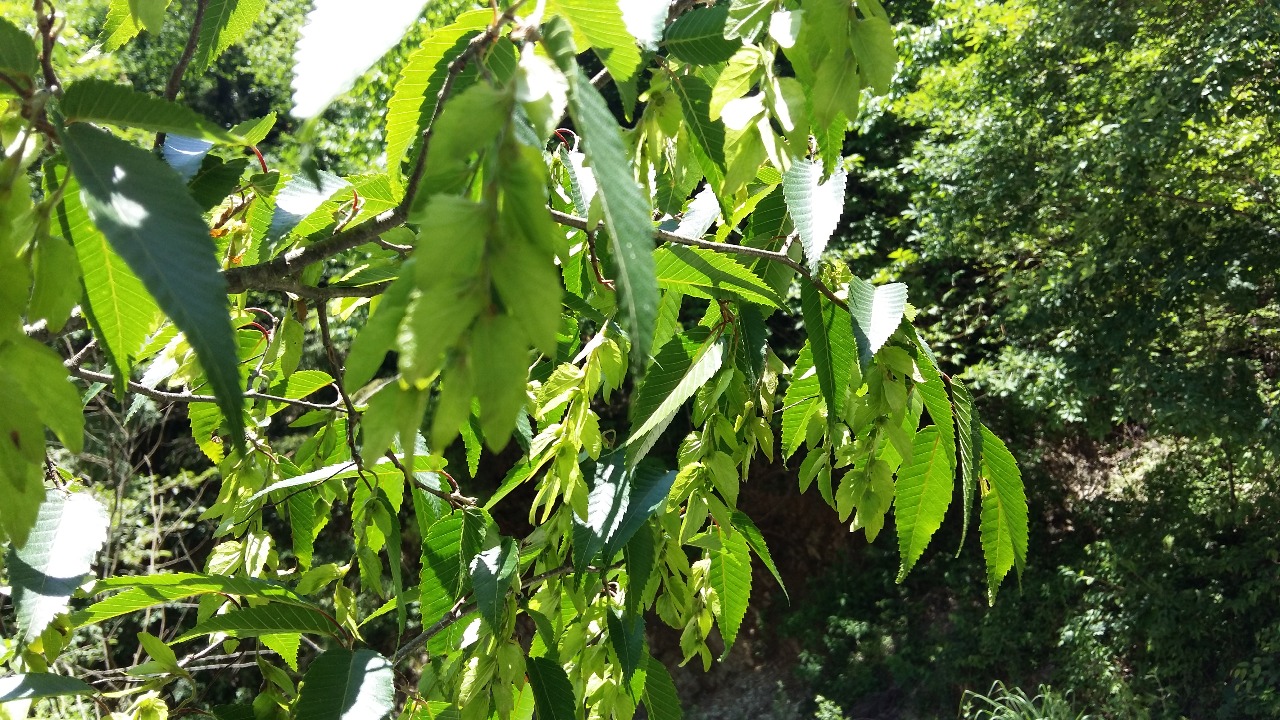 后河 大庸鹅耳枥(五)