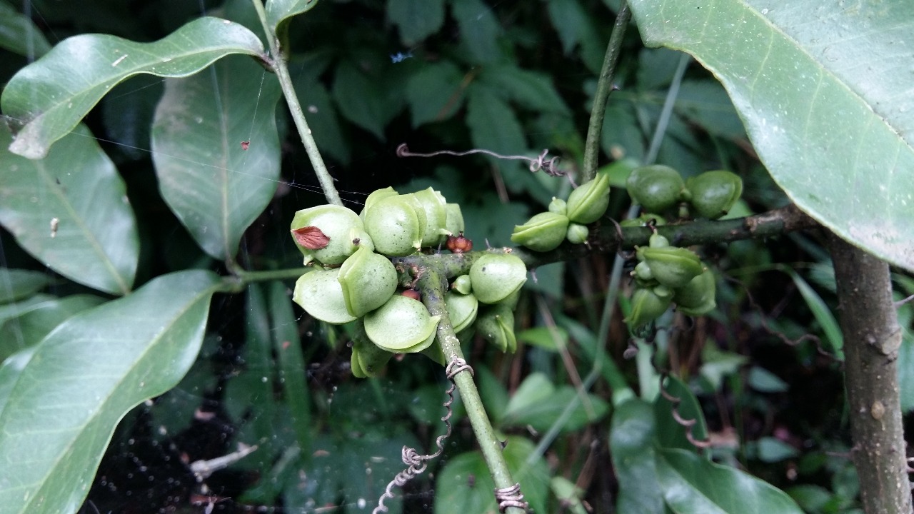 后河蚬壳花椒