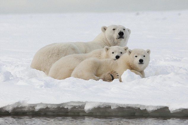 北极熊生存现状报告：已成气候变化“代言人”
