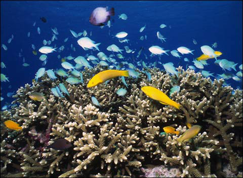 气候变化冲击深海生态系海底生物面临威胁- 中国绿色碳汇基金会