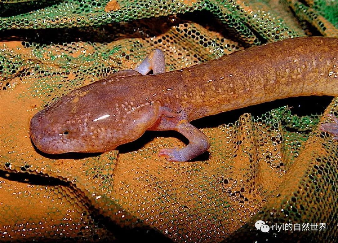 今日--紫莓蝾螈(berry cave salamander)