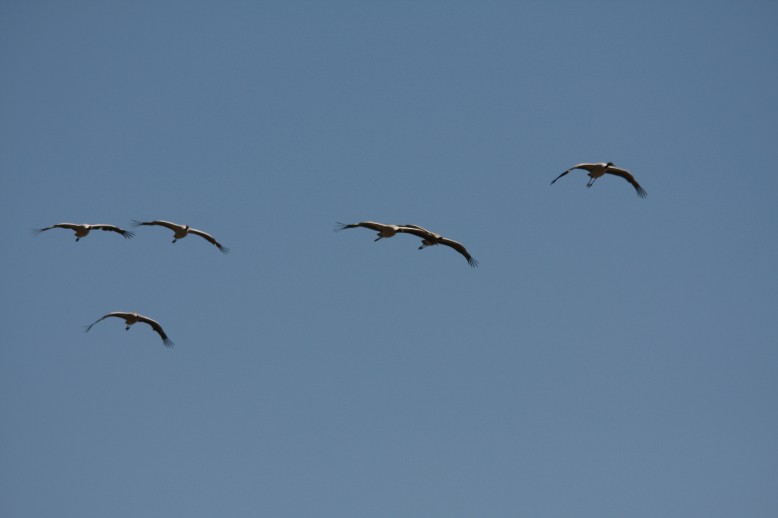 图为黑颈鹤飞离大海子湿地