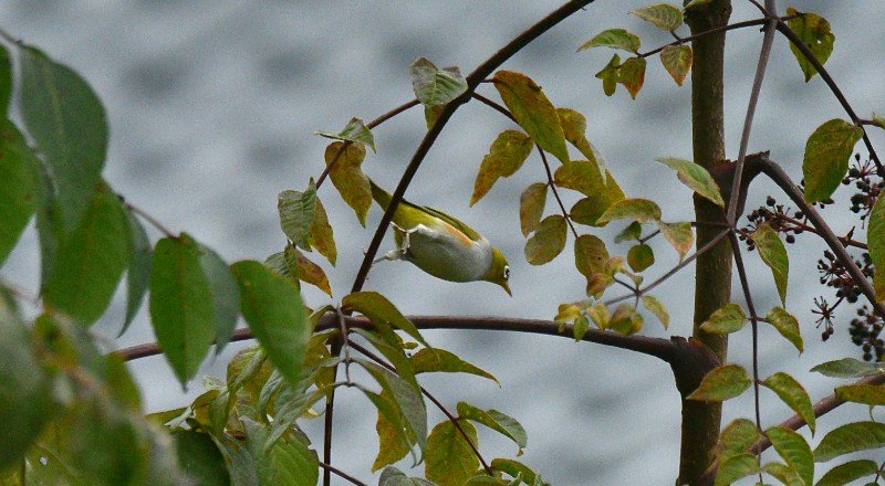 3-红胁绣眼鸟（雌）（吴太平 摄于大山包19806948660）