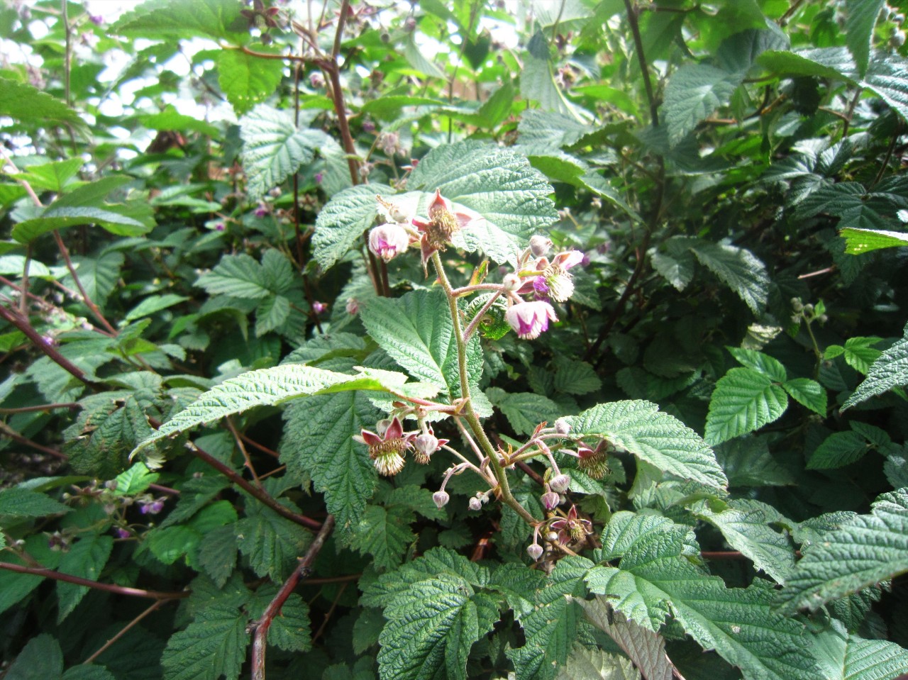 白叶莓 郑远见摄于大山包黄家屋基