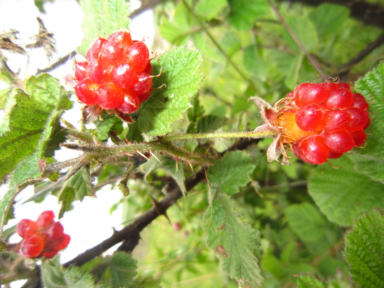 刺毛悬钩子 Rubus multisetosus Yu et Lu 郑远见  摄 (147)