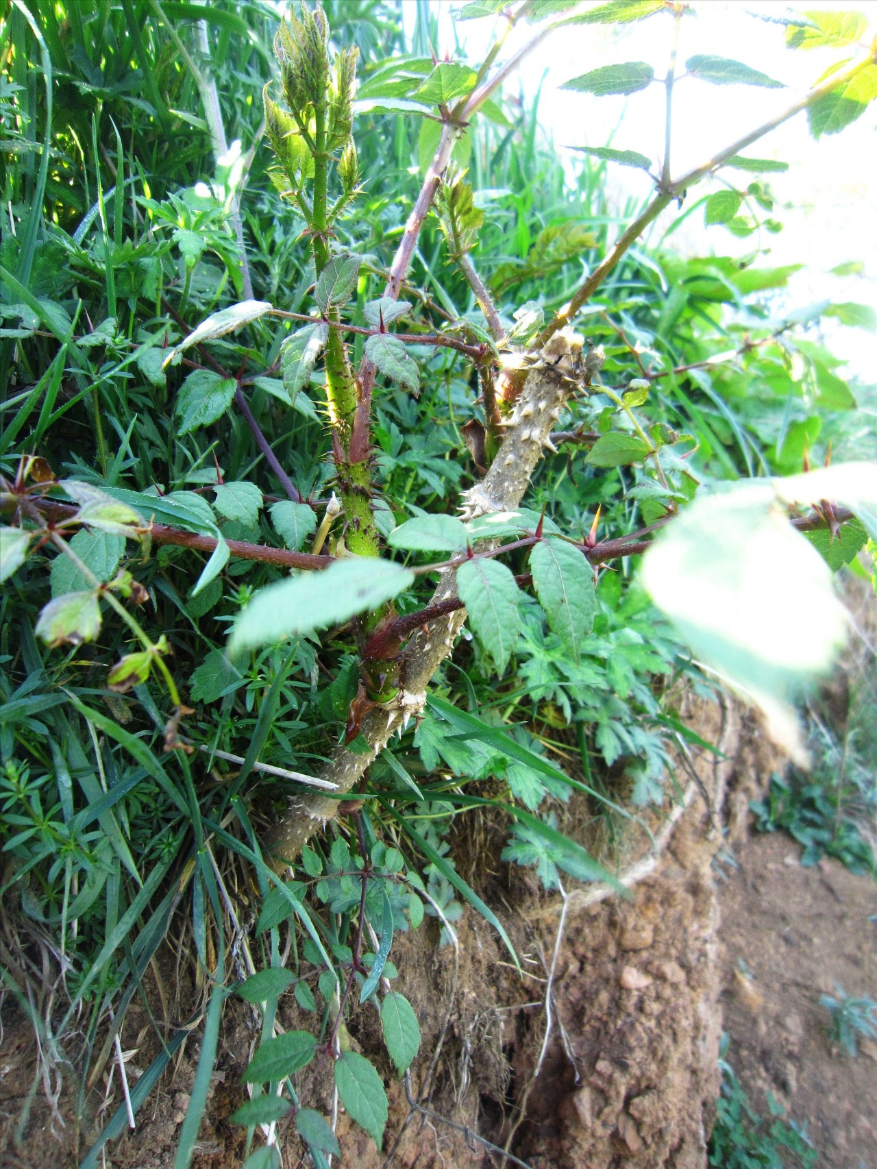 刺脑包  郑远见摄于大山包