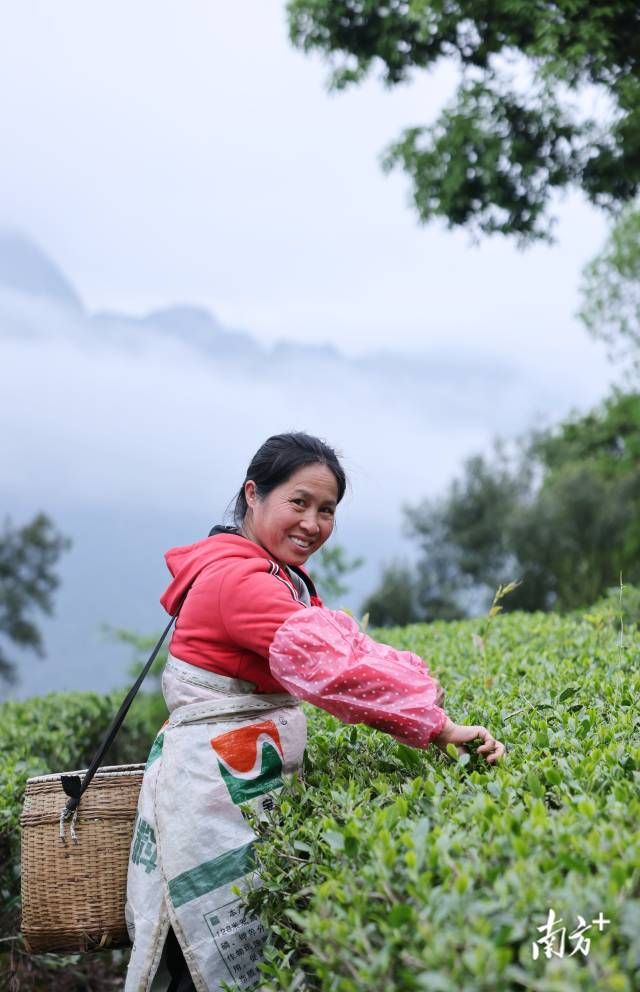 岭南清明采茶忙一片茶叶的24小时之旅视界