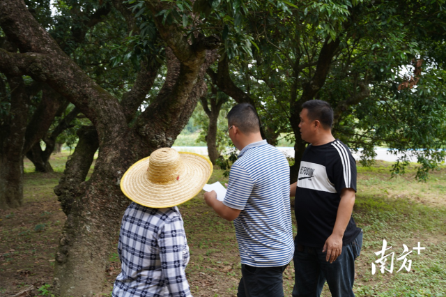  工作人员与物权人对古荔枝树情况进行现场核对