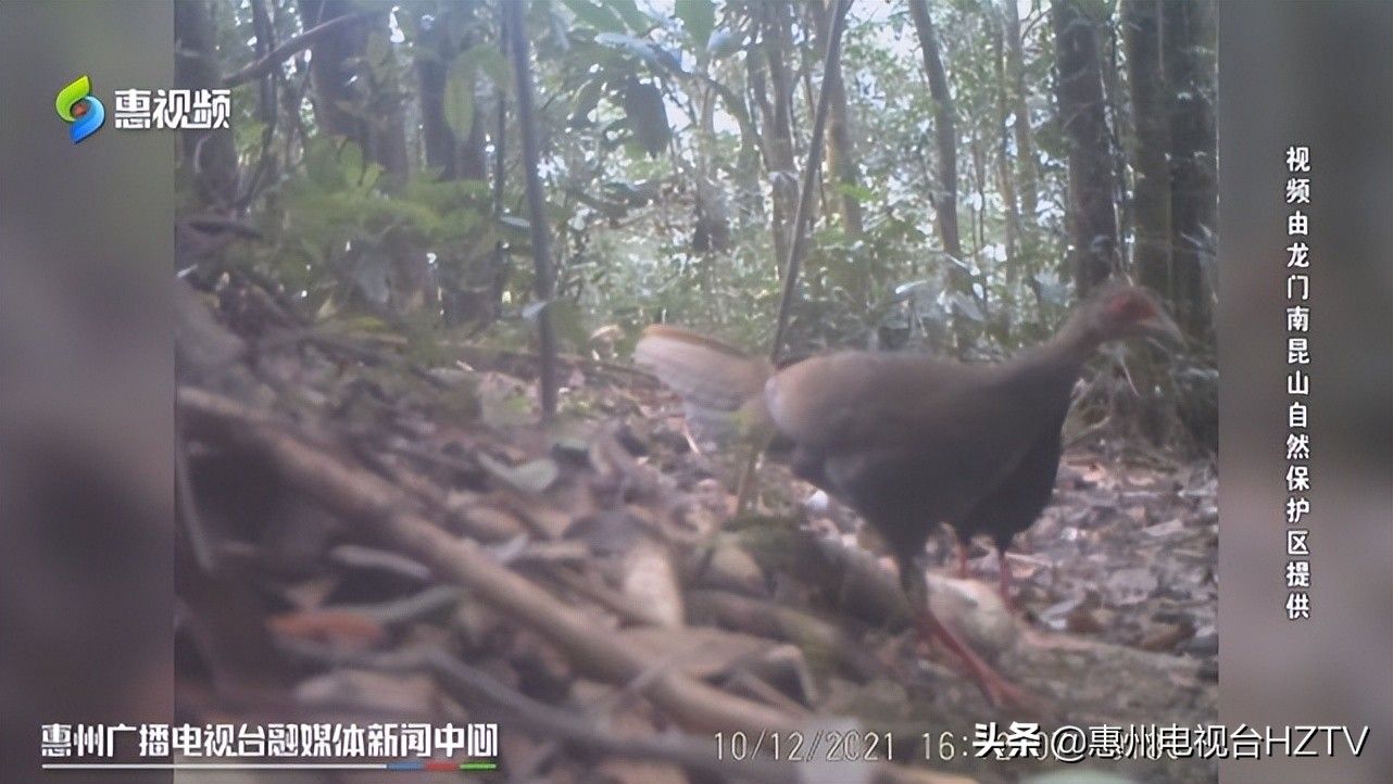 龙门南昆山自然保护区监测到4种国家二级保护动物