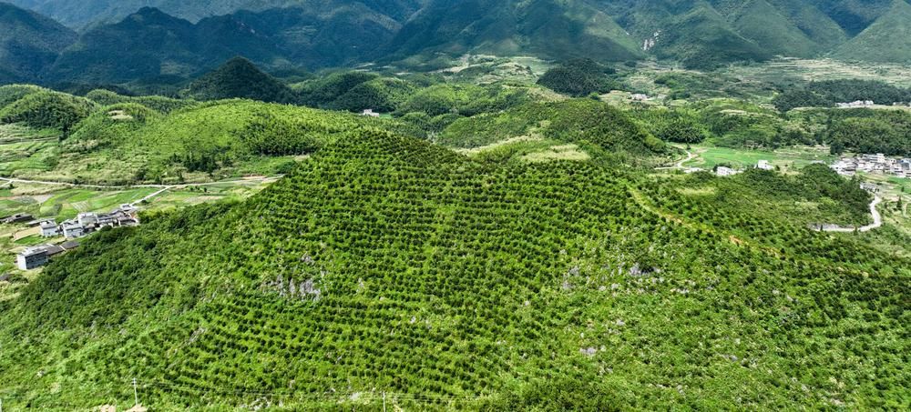 韶关乳源大桥镇：石漠荒山植青绿，不辞鬓发染霜尘