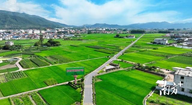 在蕉岭县丝苗米省级现代农业产业园稻田里，禾苗已长到了膝盖。