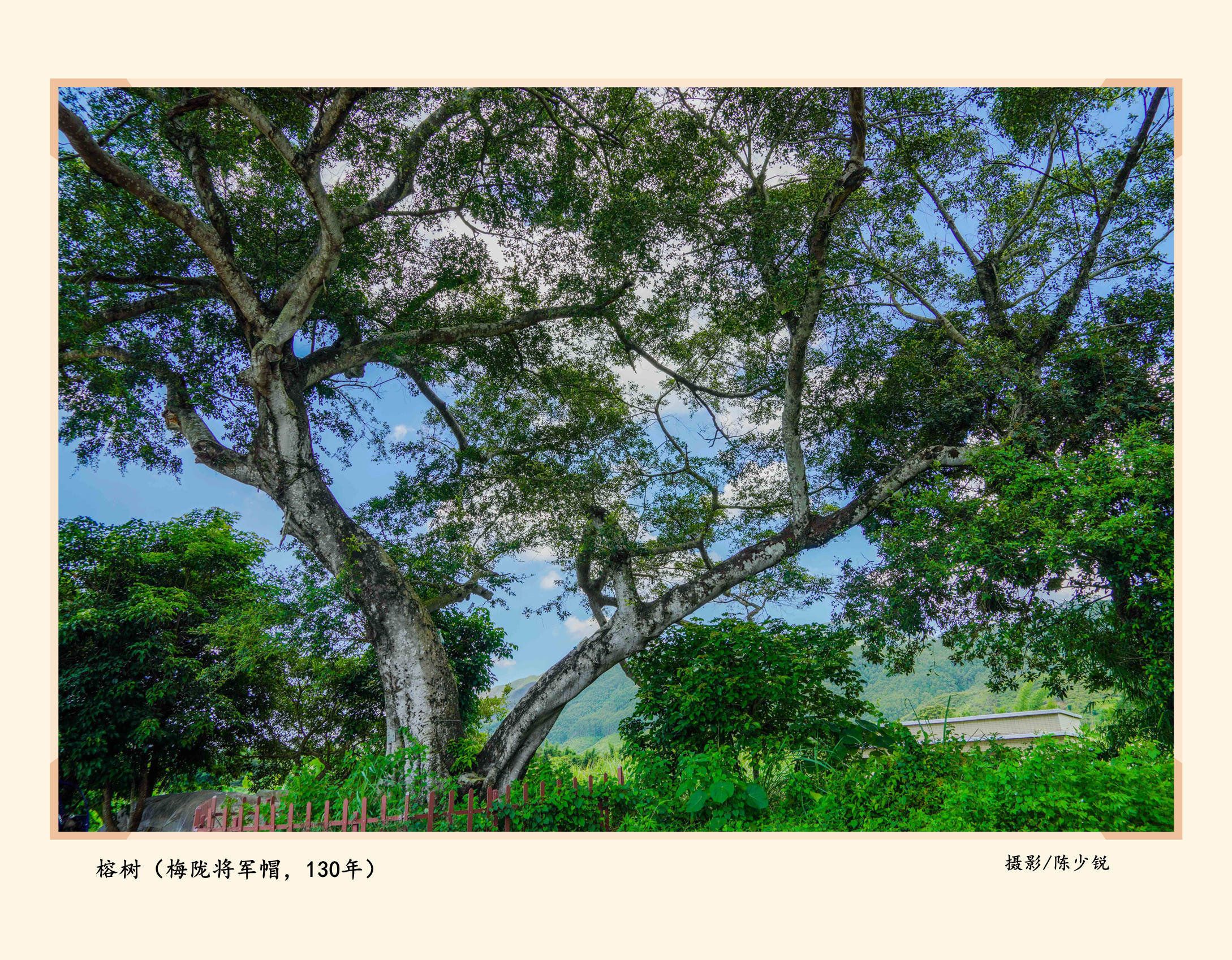 海丰绿美乡愁！海丰县古树名木保护率达100%