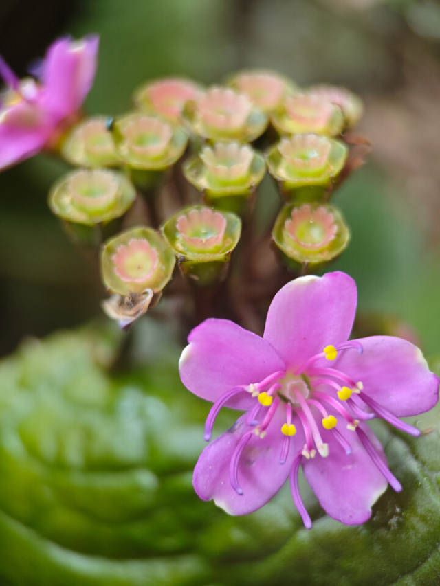 惠州虎颜花。