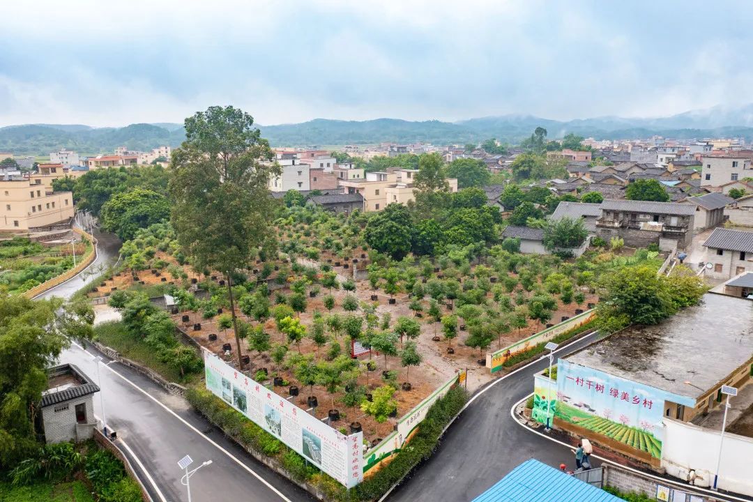 肇庆这个地方种下千棵树,收获和美乡村! - 关注森林