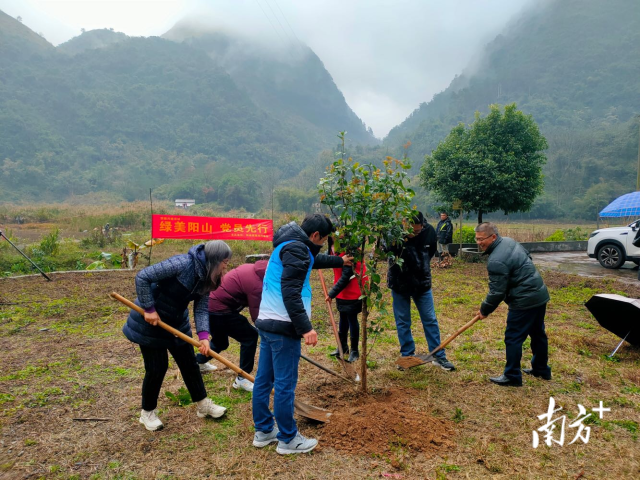 绿美阳山进行时｜抓早动快，凝心聚“绿”！阳山掀起全民义务植树热潮 - 关注森林