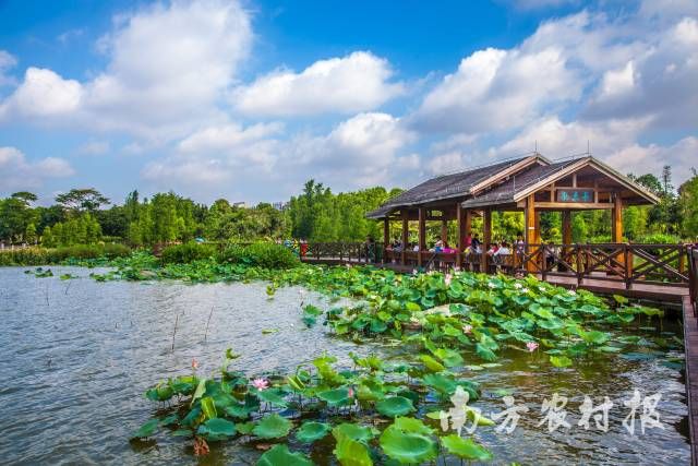 廣州海珠國家濕地公園觀魚自然教育徑