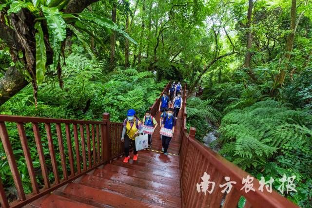 深圳市仙湖植物園蕨類教育徑