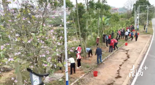 彭村村黨支部與茂名市委組織部第一黨支部結(jié)對(duì)，干群合力開展“我為家鄉(xiāng)種棵樹”黨日活動(dòng)。楊建雄 攝