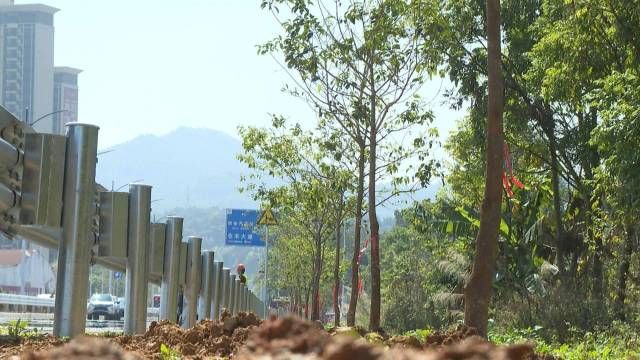 增绿提质!肇庆四会计划年内林分优化提升1.42万亩 - 关注森林