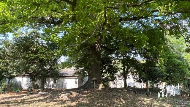 锡美村古树公园里，有一棵树龄逾300年的“枫树王”。林楚楚 摄