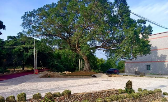 西山村森林資源非常豐富，圖為東山古樹生態(tài)園一期。受訪者供圖