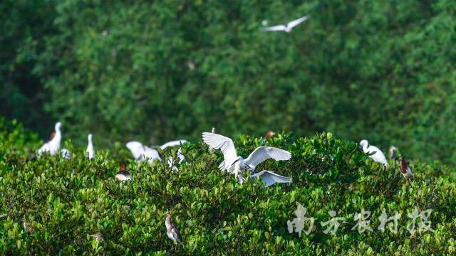 廣東江門臺山鎮(zhèn)海灣國家紅樹林濕地公園