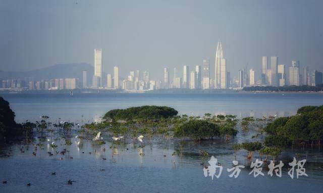 廣東深圳福田紅樹林國際重要濕地