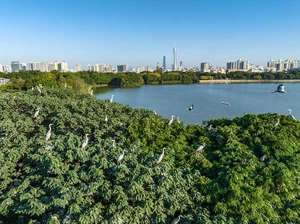 廣州海珠國家濕地公園一角。公園供圖