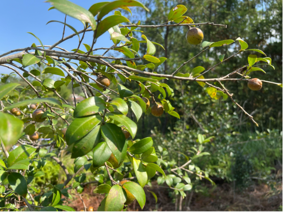 龍川油茶迎來(lái)豐收季