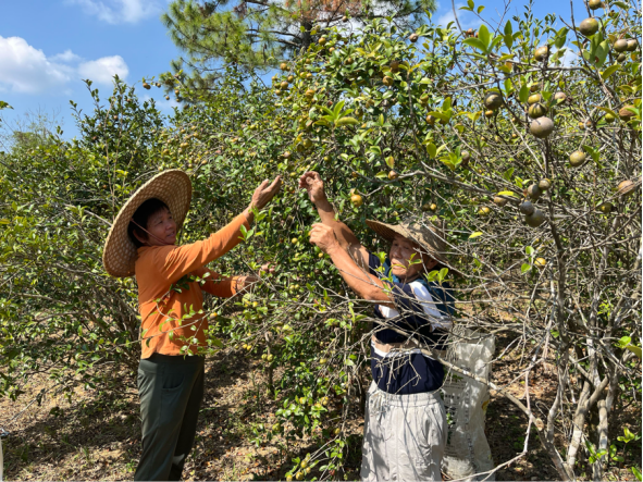 油茶采摘帶動村民務工增收