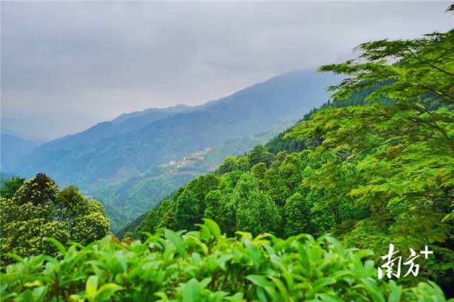 連南成立全省首個公有制林權(quán)收儲中心，完成林地收儲面積6000畝，在全省深化集體林權(quán)制度大會上被宣傳推廣。黃津 攝