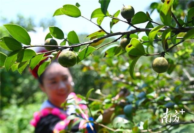 連南今冬明春計(jì)劃種植油茶5000畝。黃津 攝