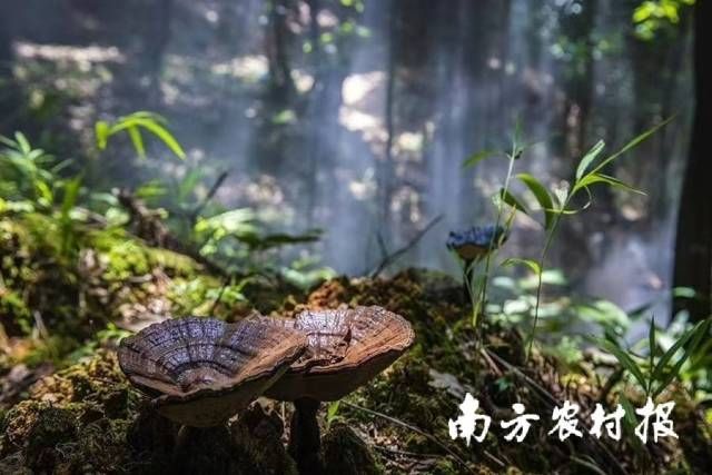 生長在山林間的靈芝