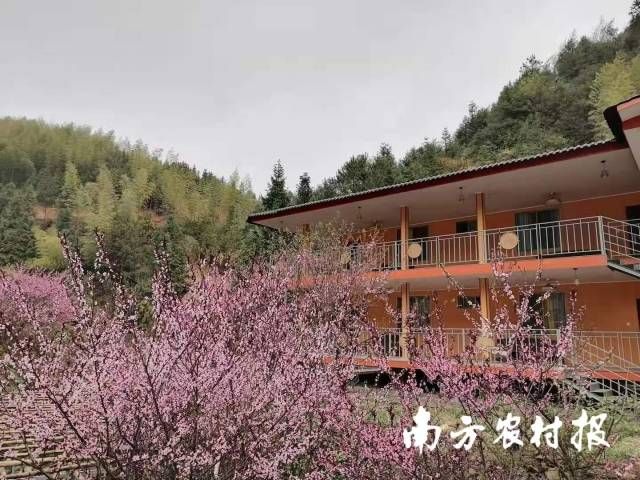 人們來到桃源村吃鮮菇、住民宿，感受大山的靜謐