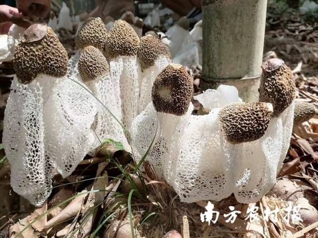 陽光下的竹蓀