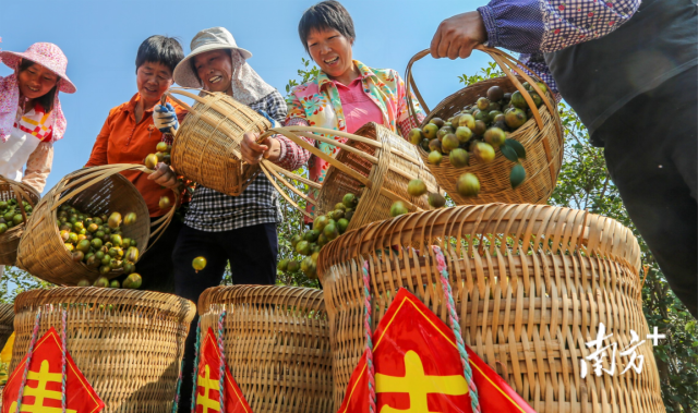 廣東油茶大豐收