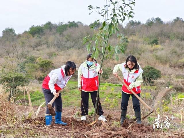 截至11月底，連州開展鄉(xiāng)村綠化義務(wù)植樹1042場(chǎng)次，累計(jì)種植各類苗木24萬多棵。黃津 攝