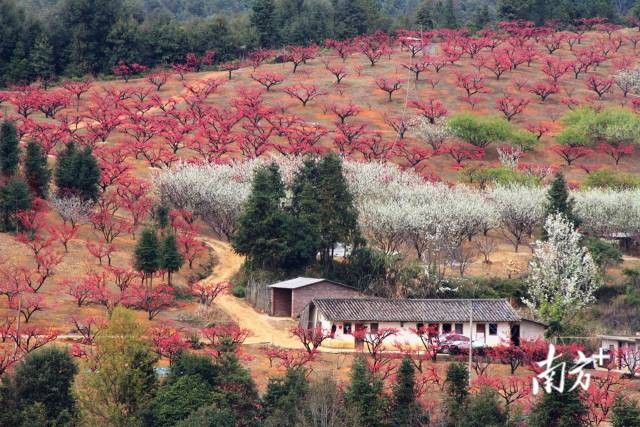 上坪鎮(zhèn)桃花盛開(kāi)。梁煥新 攝