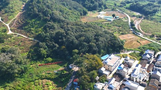 大圍村小組歷來有“前人栽樹”的風(fēng)俗，經(jīng)過多年的栽培，后山逐漸形成了一片古樹林。