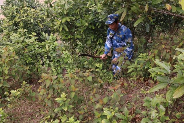 陽江市護林員巡林。