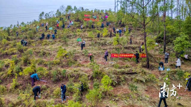 植樹現(xiàn)場。