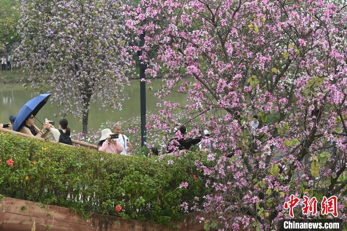 廣州海珠國家濕地公園紫荊花盛放